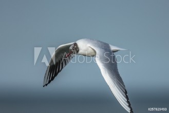 Afbeeldingen van Mwe i flug